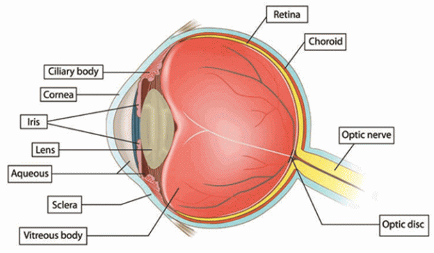 Diagram of structures of the eye